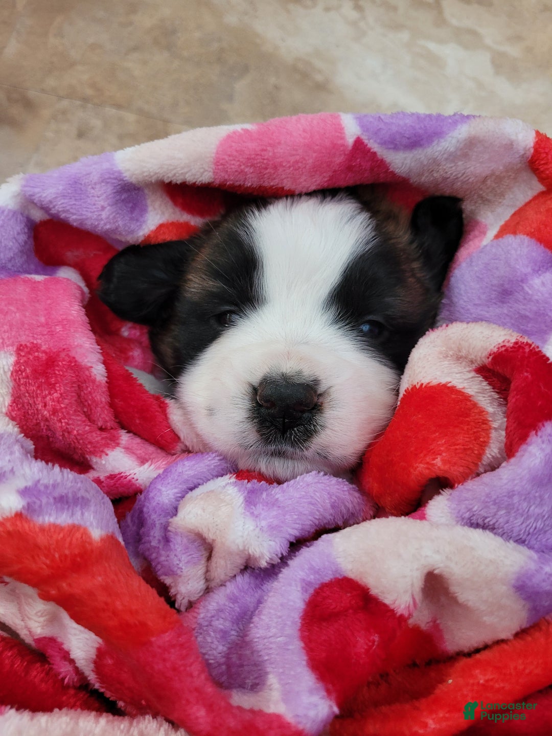 Saint Bernard dogs for sale: Ember - Ad 4