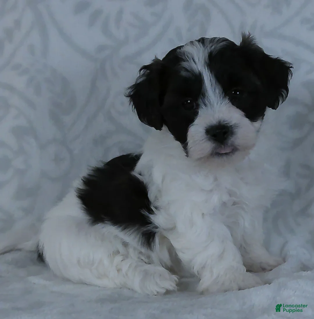 Teddy Bear dogs for sale: Patches - Ad 5