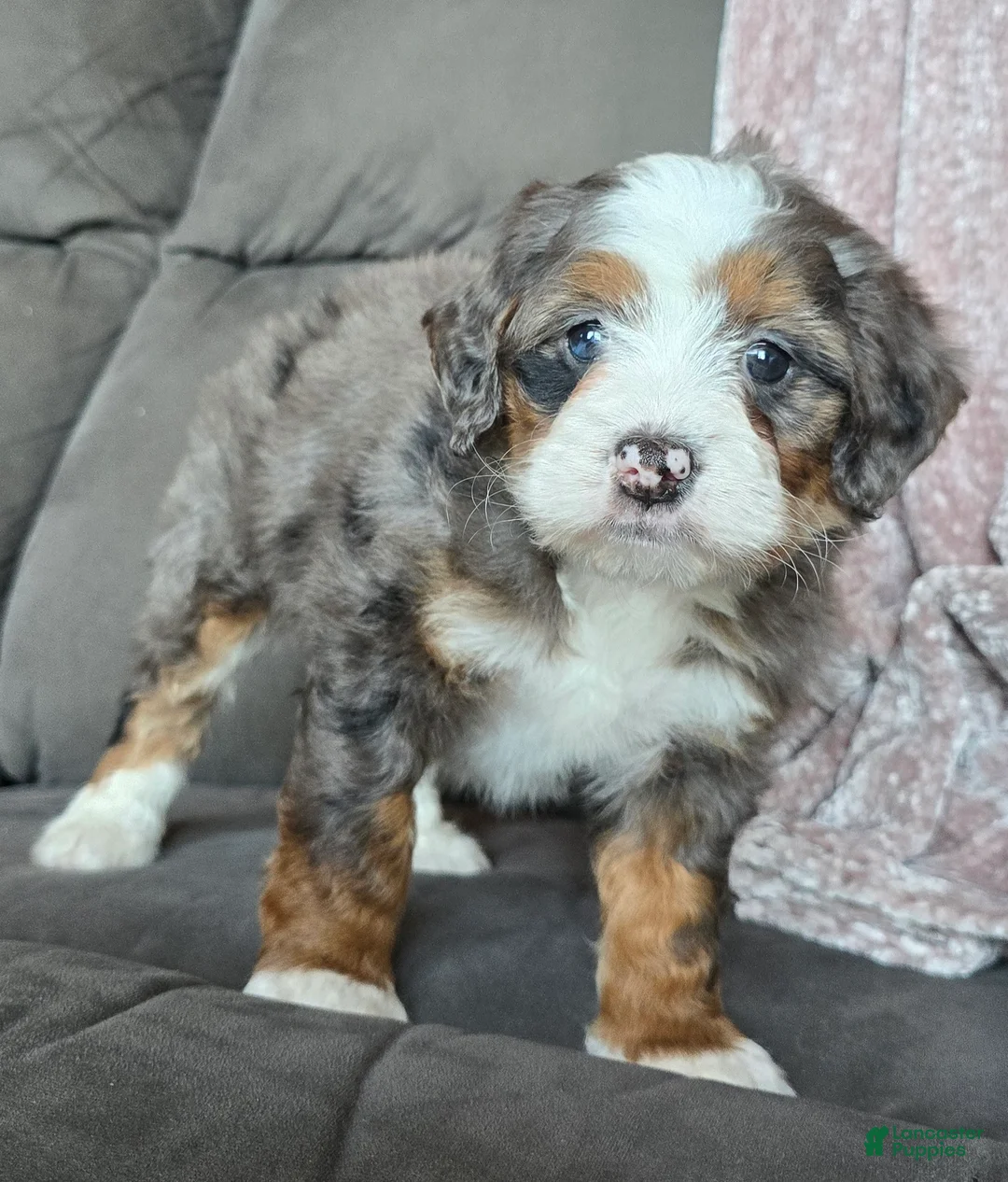Mini Bernedoodle dogs for sale: Mini Izzy - Ad 6