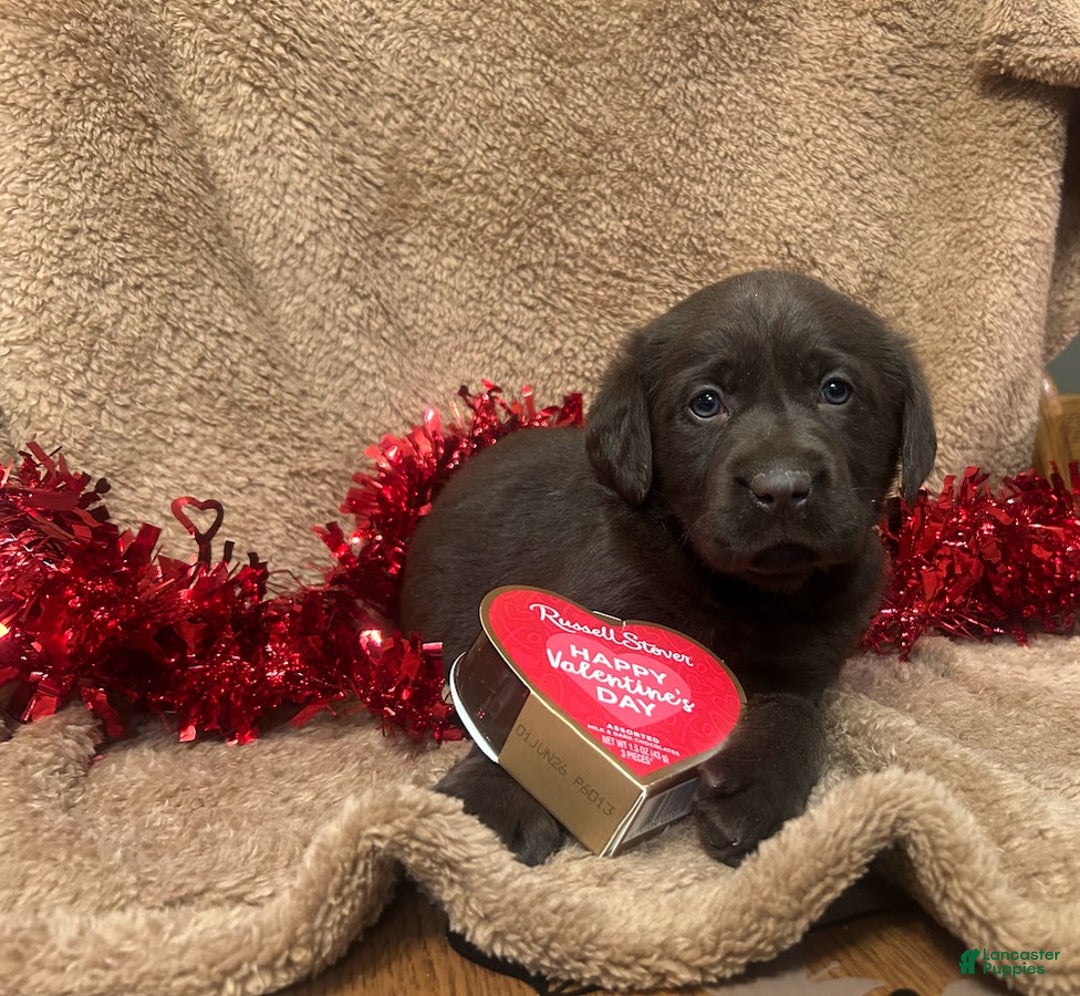 Labrador Retriever dogs for sale: Hershey - Ad 1