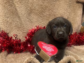 Labrador Retriever dogs Hershey - Ad 8