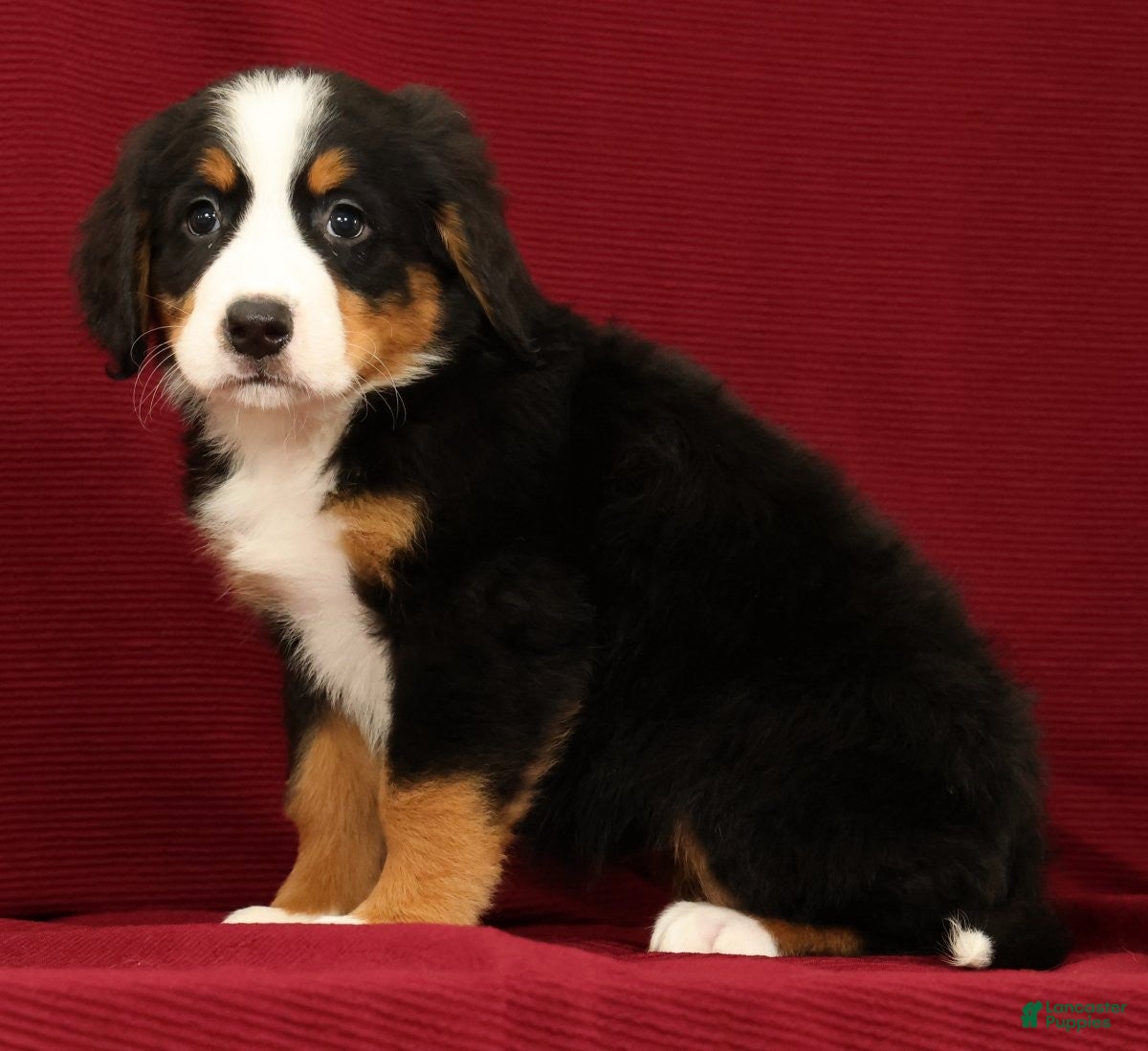 Bernese Mountain Dog dogs Joy - Ad 2