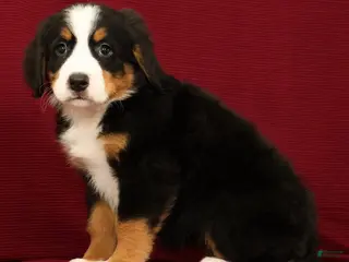 Bernese Mountain Dog dogs Joy - Ad 2