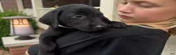 Labrador Retriever dogs for sale: Maggie - Ad 3
