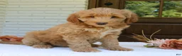 Mini Goldendoodle dogs for sale: Teddy  - Ad 3