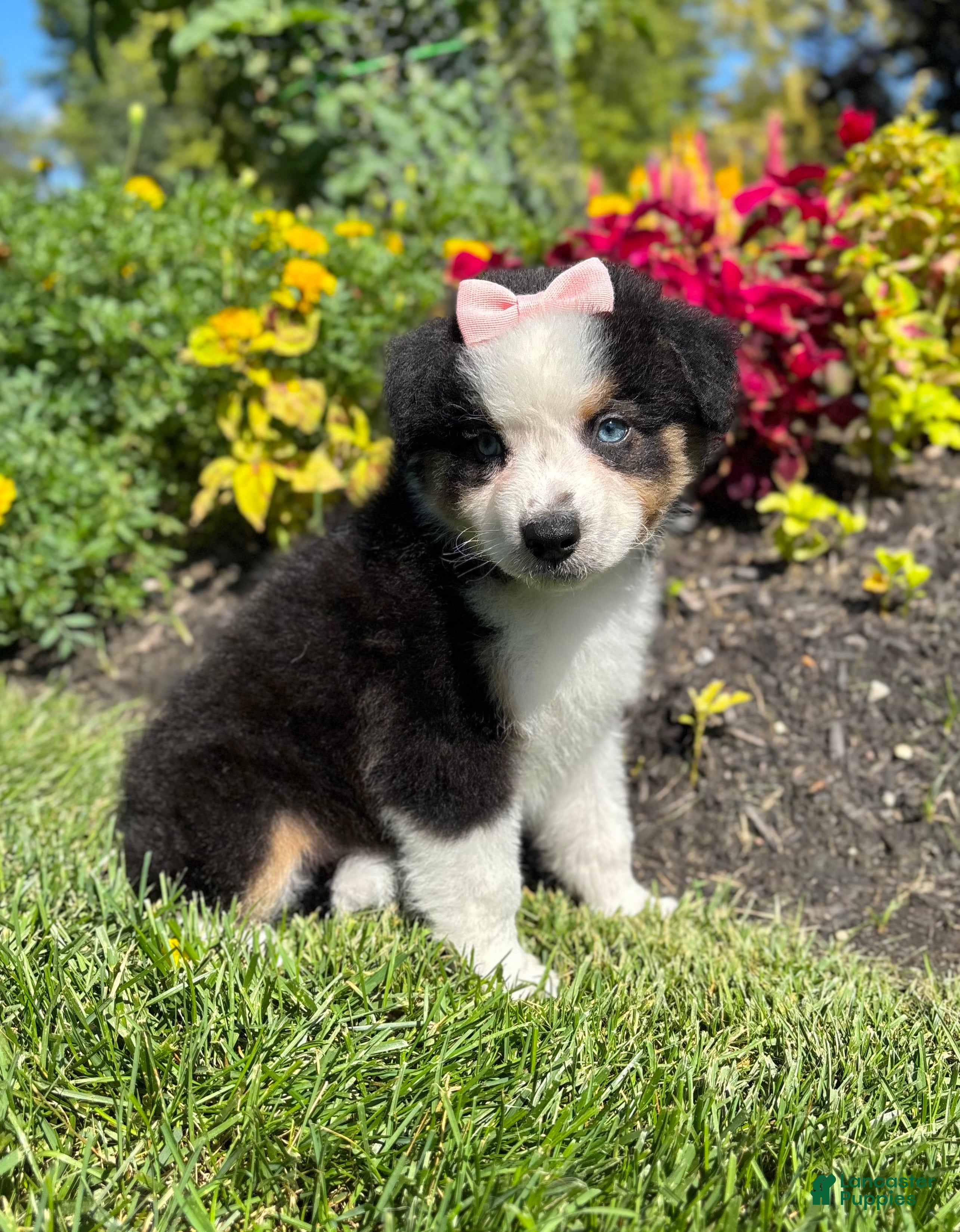 Miniature Australian Shepherd dogs Allie - Ad 15