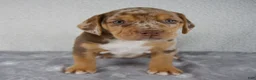 Beabull dogs for sale: Tucker - Ad 6