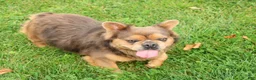 French Bulldog dogs for sale: Buster - Ad 5
