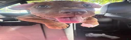 Mixed Breed dogs for sale: Mixed Breed 1 - Ad 5