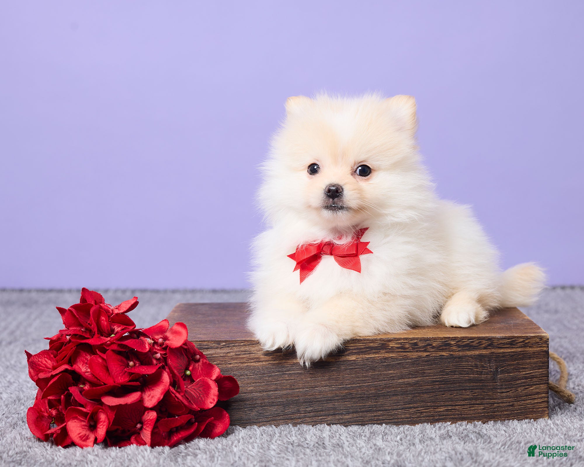 Pomeranian dogs Wilbur - Ad 33