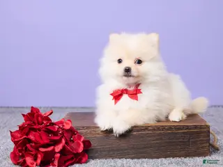 Pomeranian dogs Wilbur - Ad 33