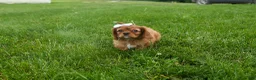 Cavalier King Charles Spaniel dogs for sale: Sierra 🤎🐶 - Ad 14