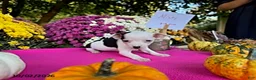 Chihuahua dogs for sale: Misty - Ad 2