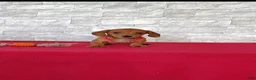 Miniature Dachshund dogs for sale: Samantha - Ad 7