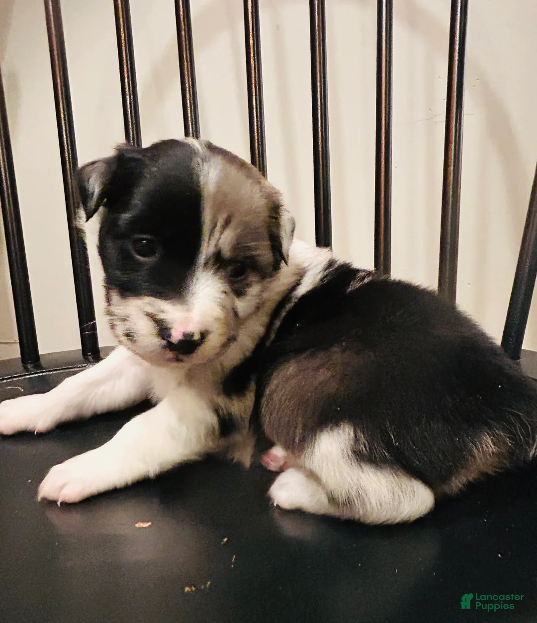 Australian Shepherd dogs for sale: Willow - Ad 3