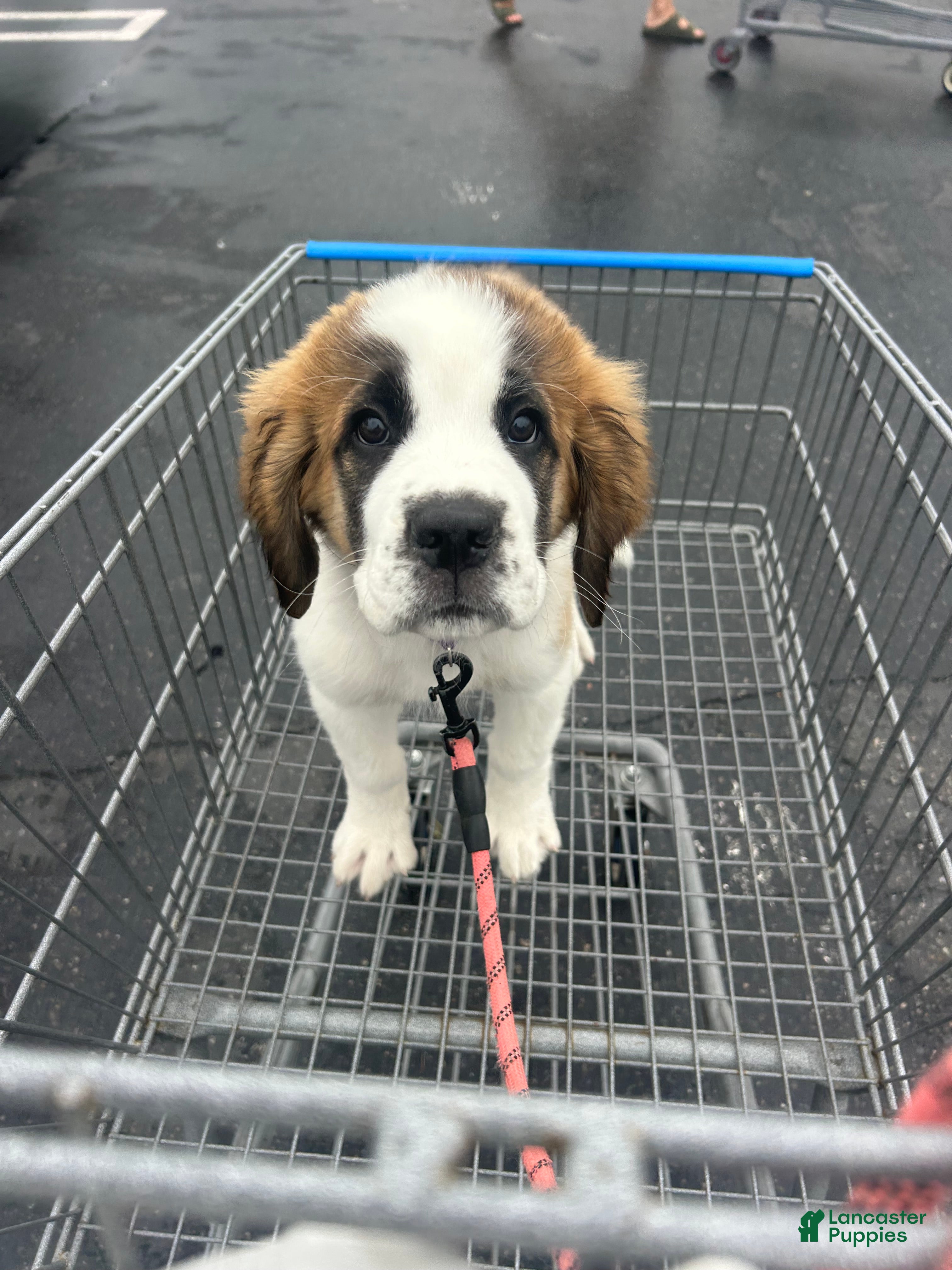 Saint Bernard dogs Saint Bernard 1 - Ad 27
