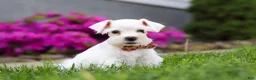 Miniature Schnauzer dogs for sale: Wilbur - Ad 4