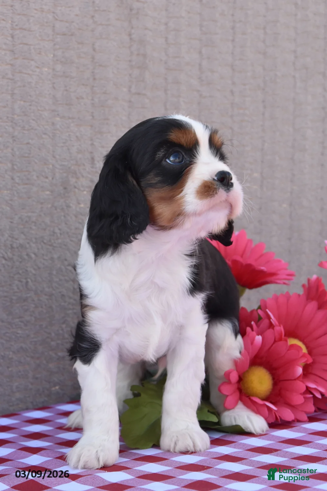 Cavalier King Charles Spaniel dogs for sale: Buddy - Ad 2