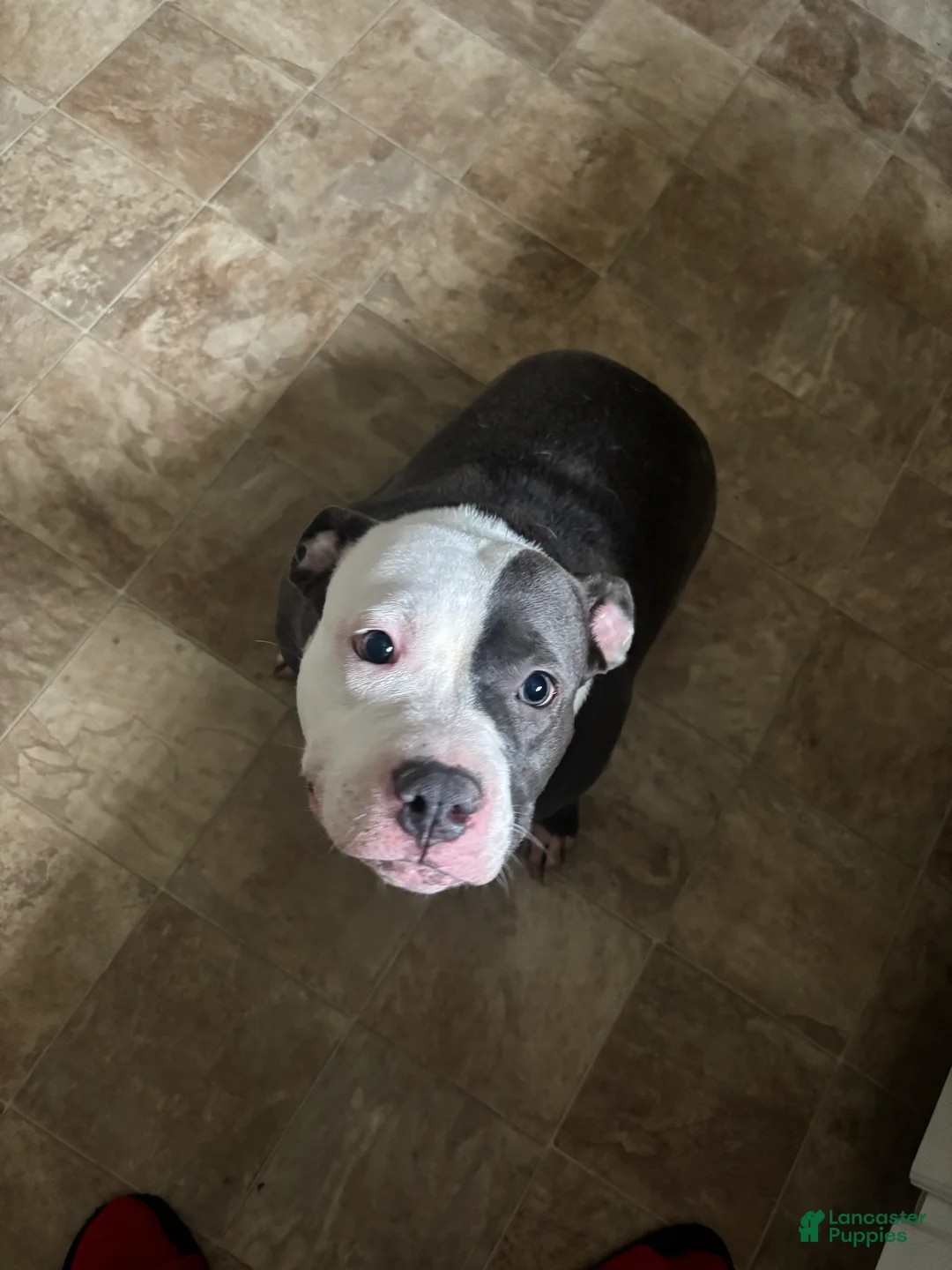 Mixed Breed dogs for sale: Mixed Breed 3 - Ad 2