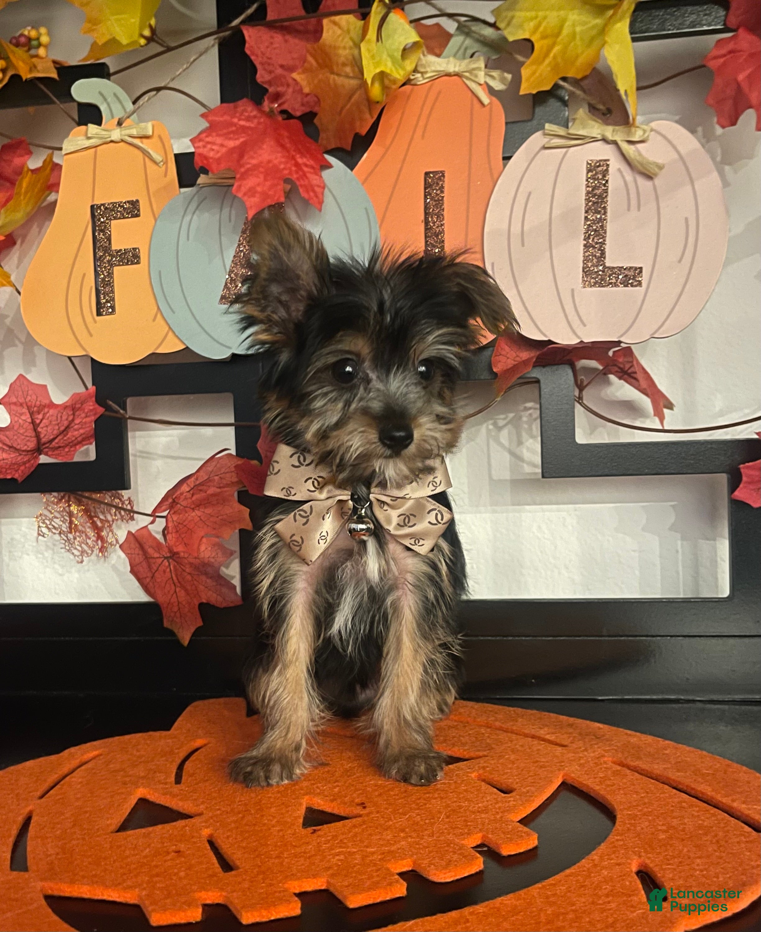 Yorkshire Terrier dogs Yorkshire Terrier 3 - Ad 1