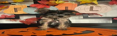 Yorkshire Terrier 3