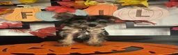 Yorkshire Terrier dogs for sale: Yorkshire Terrier 3 - Ad 1