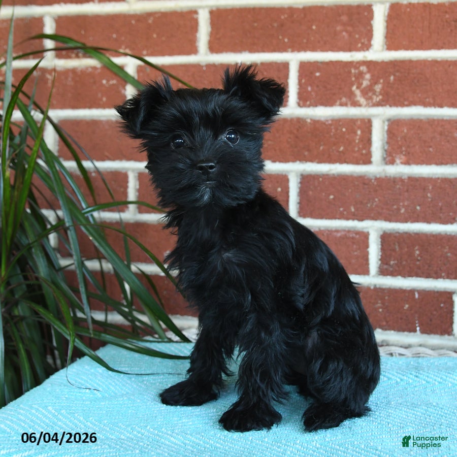 Yorkshire Terrier dogs Raven - Ad 1