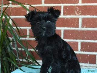 Yorkshire Terrier dogs for sale: Raven - Ad 1
