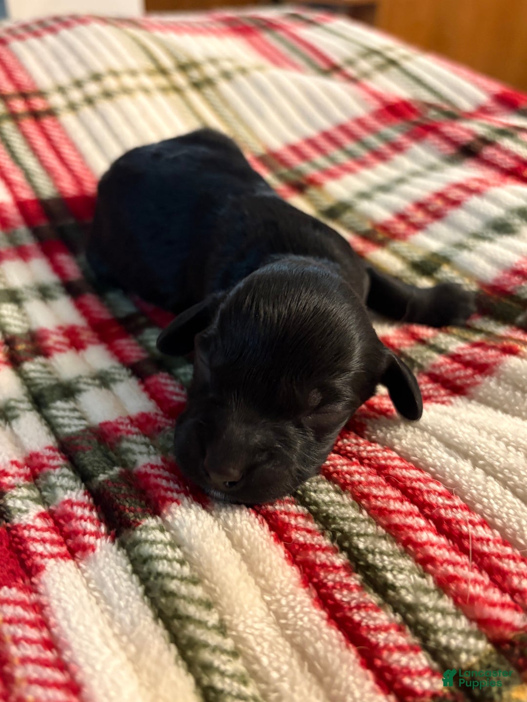 Mixed Breed dogs for sale:  Puppy 5 - Ad 1