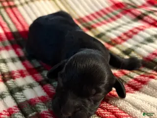 Mixed Breed dogs Puppy 5 - Ad 20