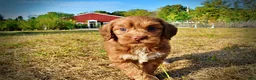 Havapoo dogs for sale: Muppet-Sale!!! - Ad 7