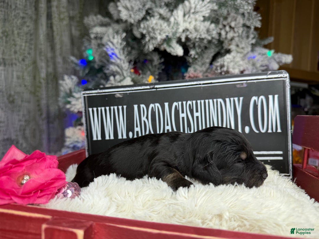 Miniature Dachshund dogs for sale: Black and tan/cr - Ad 3