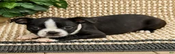 Boston Terrier dogs for sale: Barrett - Ad 3