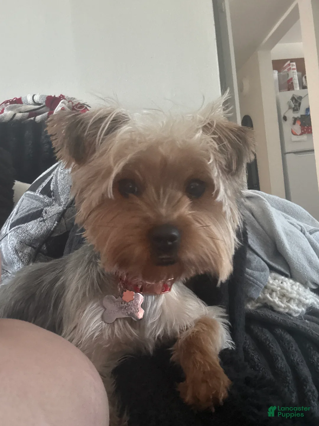 Yorkshire Terrier dogs for sale: Yorkshire Terrier Puppy 1 - Ad 3
