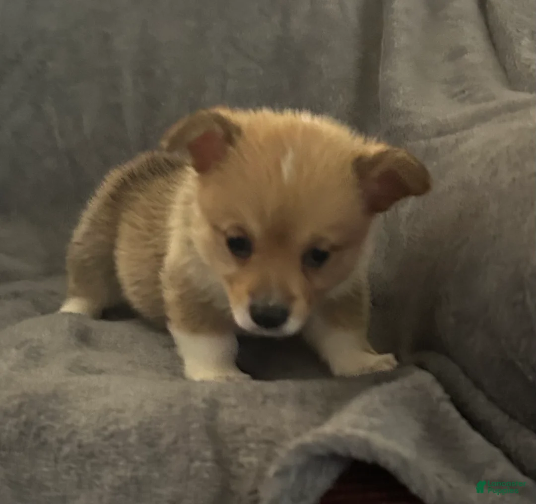 Welsh Corgi Pembroke dogs for sale: Welsh Corgi Pembroke Puppy 3 - Ad 1