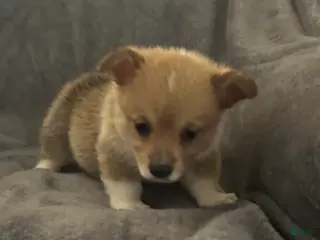 Welsh Corgi Pembroke dogs Welsh Corgi Pembroke Puppy 3 - Ad 29