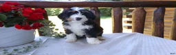 Mini Bernedoodle dogs for sale: Brenda - Ad 2