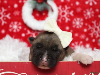 Akita dogs Jill - Ad 3