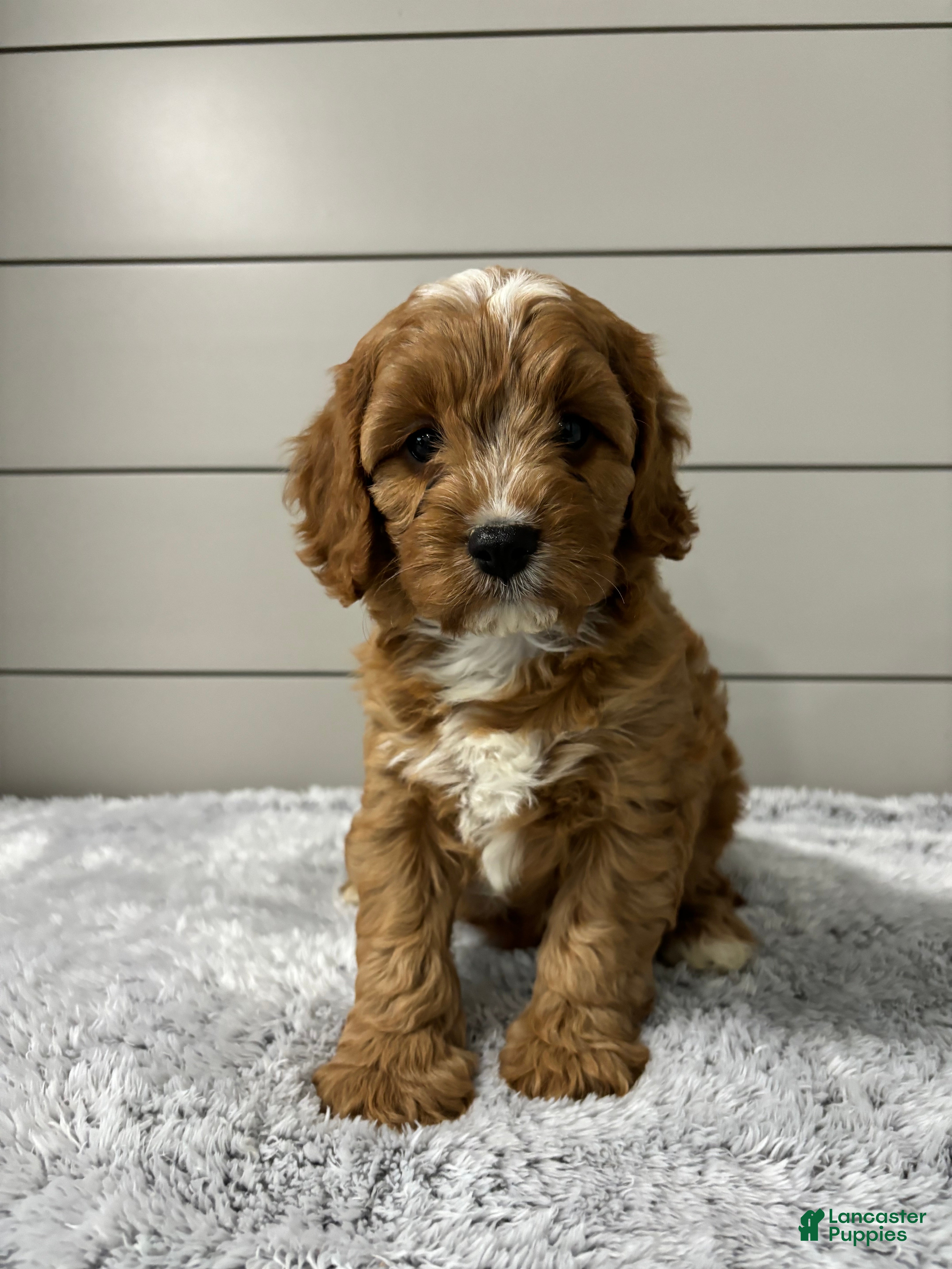 Cavapoo dogs Ivy - Ad 2