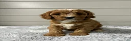 Cavapoo dogs for sale: Ivy - Ad 2