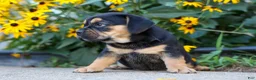 Beabull dogs for sale: Ace 🐶✨ - Ad 8