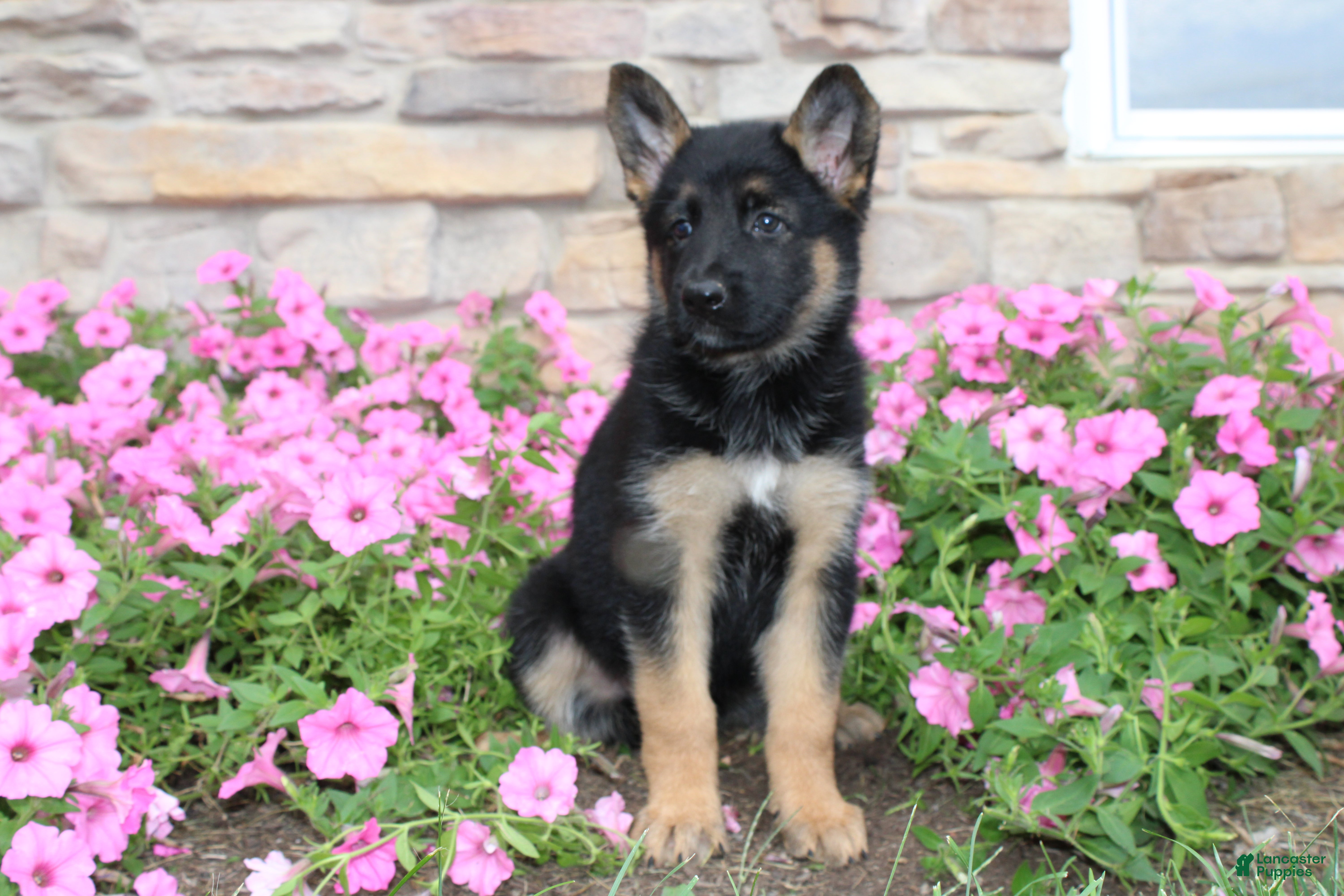 German Shepherd dogs Hailey - Ad 2