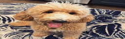 Goldendoodle dogs for sale: Lumi - Ad 7