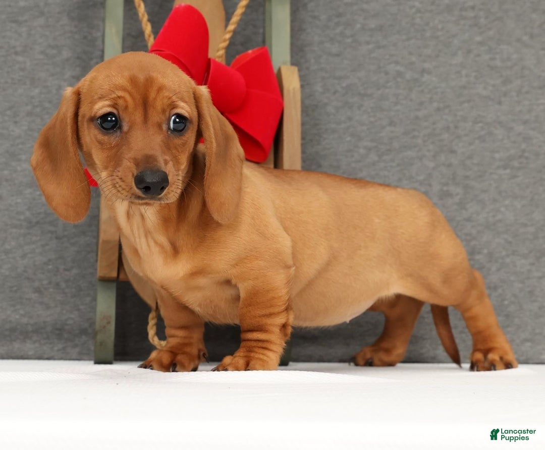Miniature Dachshund dogs for sale: Ginger - Ad 2