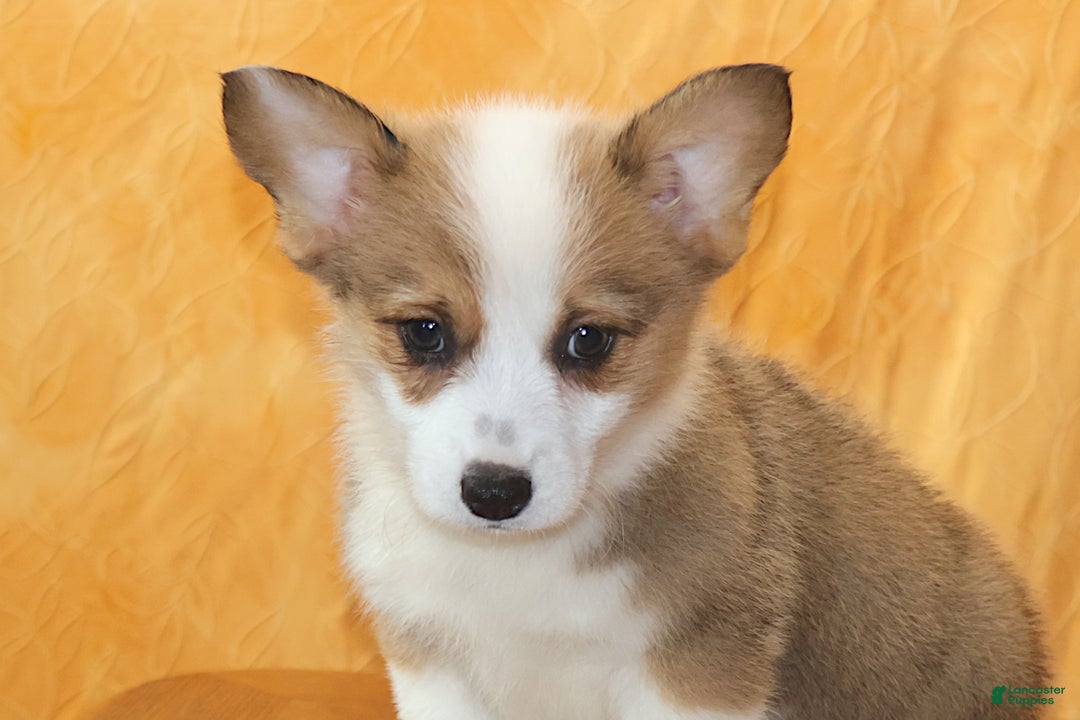 Welsh Corgi Pembroke dogs for sale: Sophie OFA Parents - Ad 7