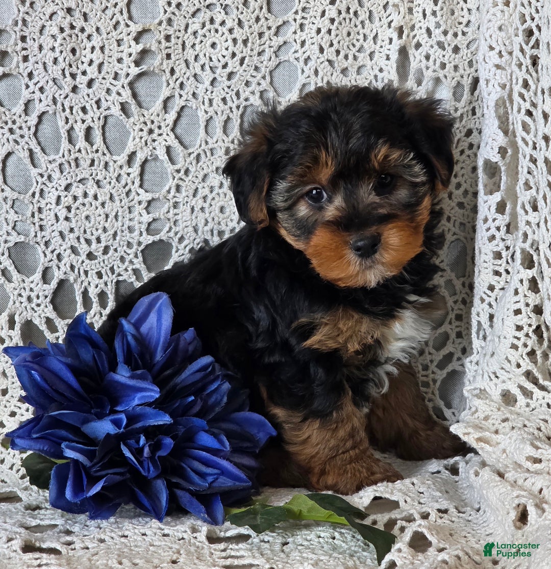 Yorkiepoo dogs for sale: Sherlock - Ad 3