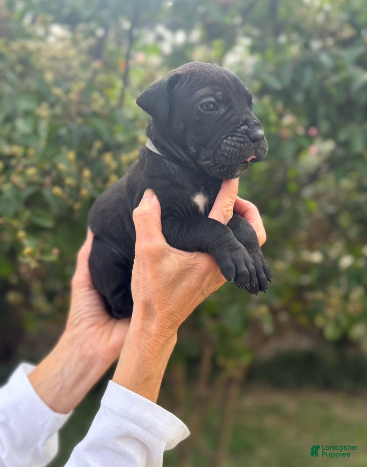 Cane Corso dogs Cane Corso (Grey) - Ad 1