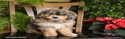 Mini Bernedoodle dogs for sale: Thor - Ad 4