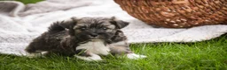 Havanese dogs for sale: Spunky - Ad 5