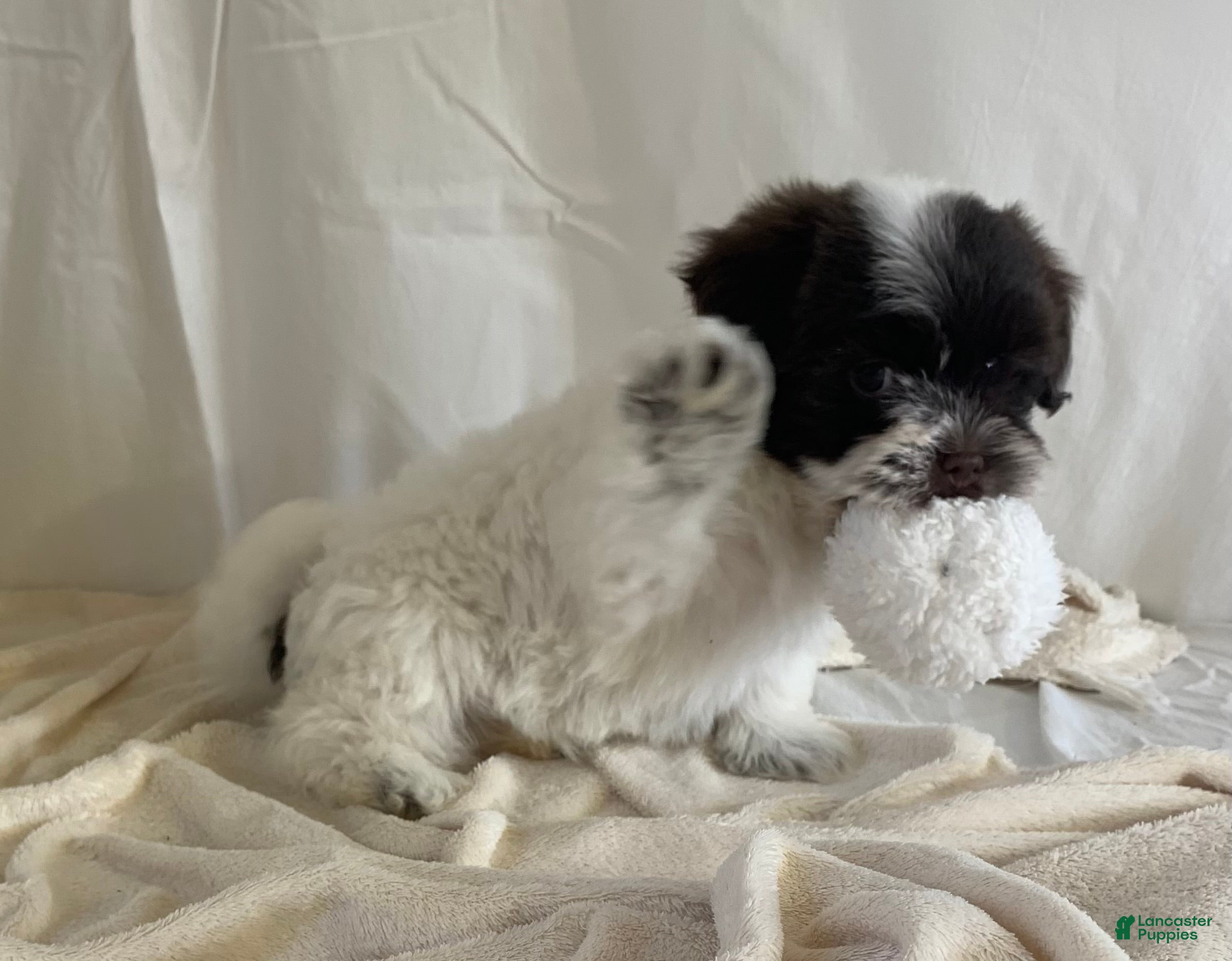 Havanese dogs Chloe Havanese Puppy  - Ad 2